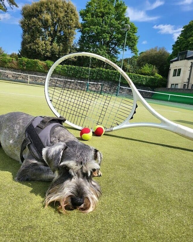 A cute dog, red tennis balls, and a white tennis rackets on the newly resurfaced astroturf tennis courts at Bath Tennis